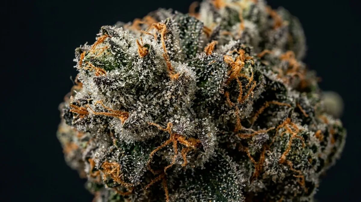 OG Kush CBD medical cannabis strain