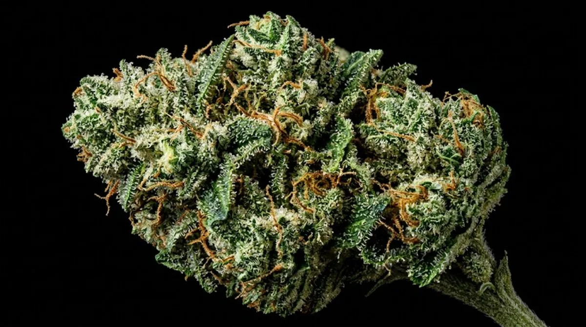 Pharmacy Training for Medical Cannabis Dispensing in the UK