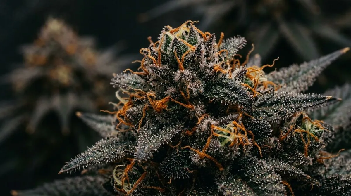 Remedy CBD medical cannabis strain