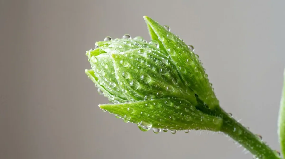 Cannabis Cultivation: From Seed to Medicine — How Medical Cannabis Is Grown